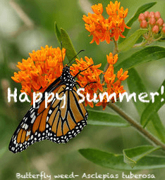 Happy Summer!