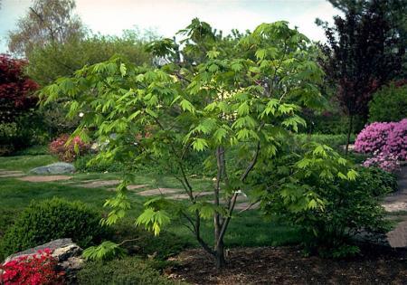 Protect Japanese Maples With Burlap - Down 2 Earth Down 2 Earth