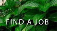 Find a job
