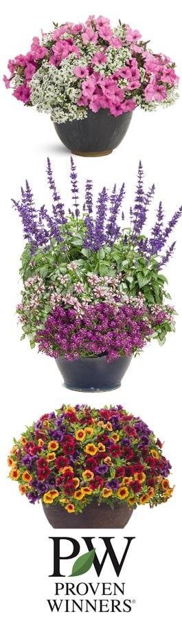 Proven Winners Fall Container Ideas